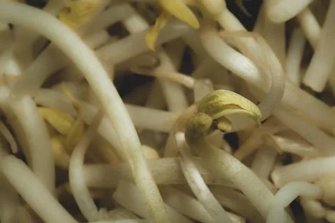 Soybean sprout macro close up Stock Photos