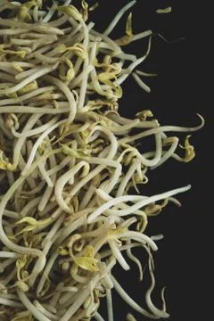 Soybean sprout macro close up Stock Photos