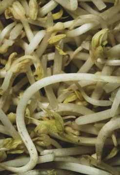 Soybean sprout macro close up Stock Photos