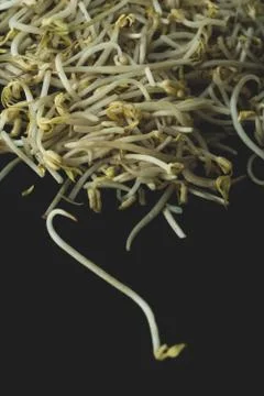 Soybean sprout macro close up Stock Photos
