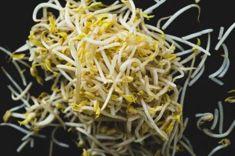 Soybean sprout macro close up Stock Photos