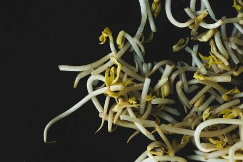 Soybean sprout macro close up Stock Photos