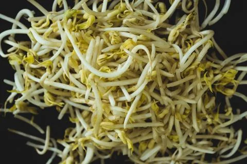 Soybean sprout macro close up Stock Photos