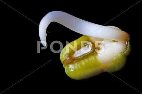 Soybean sprout Stock Photos