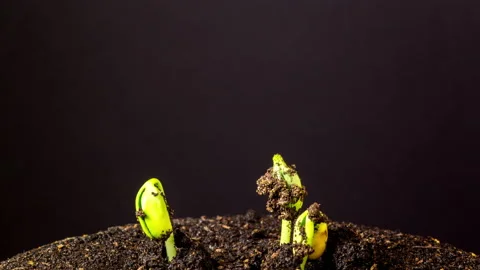 Soybean Sprouting Rotating Timelapse Stock Footage 185849488