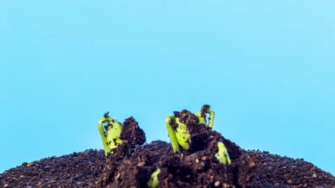 Soybean Sprouting Timelapse on Blue Stock Footage 185867730
