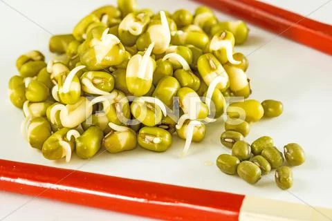 Soybean sprouts Stock Photos