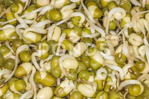 Soybean sprouts Stock Photos