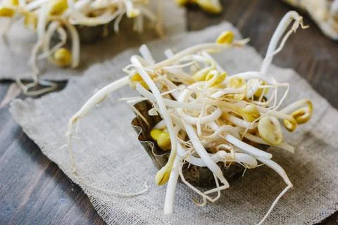 Soybean sprouts. Table with soy bean sprouts on it. Stock Photos