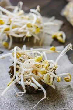 Soybean sprouts. Table with soy bean sprouts on it. Stock Photos