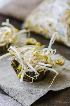 Soybean sprouts. Table with soy bean sprouts on it. Stock Photos