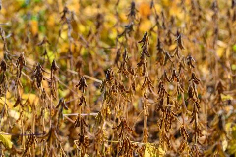 Soybean stalks pattern, Repetitive soybean shapes forming seasonal landscape sce 스톡 사진