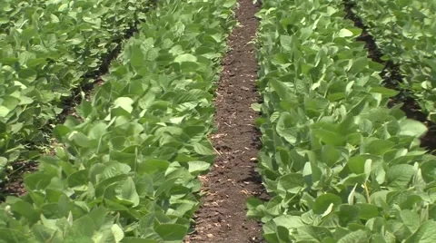 Soybean swaying Stock Footage 41135407