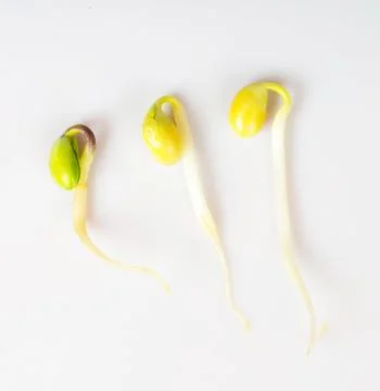 Soybean tender Stock Photos