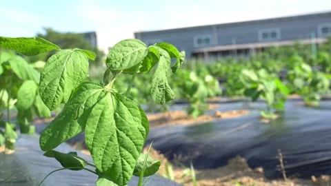 Soybean tree blowing in the wind in the garden Stock Footage 255497685