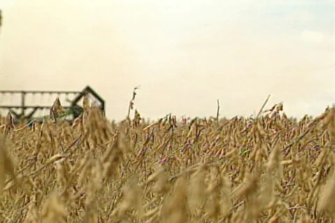 Soybeans - 001700067 Stock Footage 853791