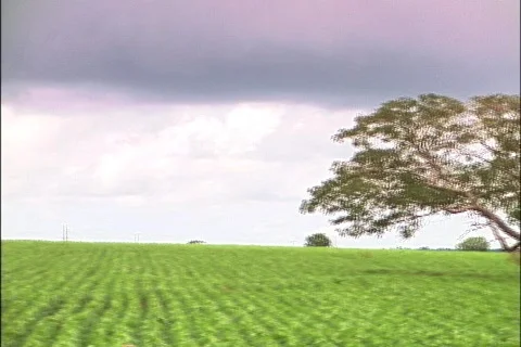 Soybeans - 0019 Stock Footage 853628