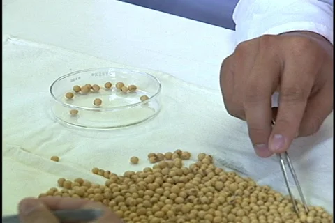 Soybeans - 0026 Stock Footage 853641