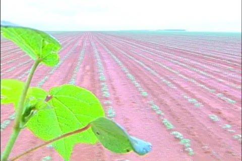 Soybeans - 0027 Stock Footage 853642