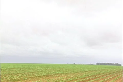 Soybeans - 0028 Stock Footage 853650