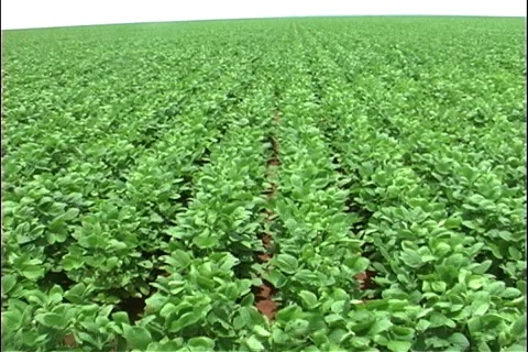 Soybeans - 0029 Stock Footage 853657