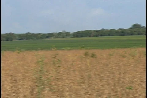 Soybeans - 0030 库存影片 853664