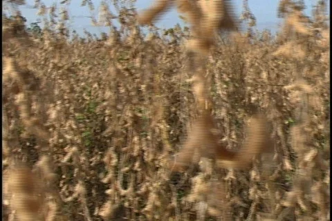 Soybeans - 0032 Stock Footage 853665