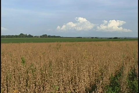 Soybeans - 0033 Stock Footage 853668