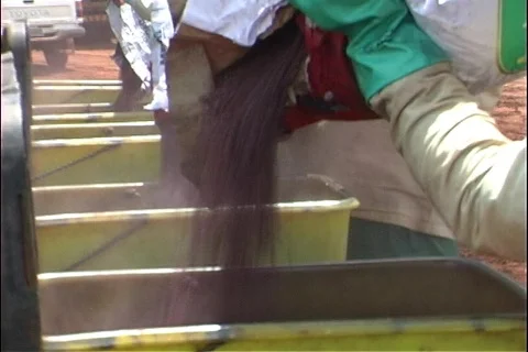 Soybeans - 0035 库存影片 853673