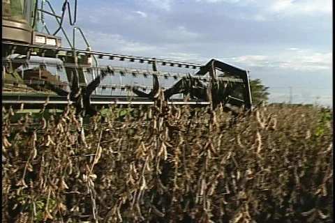 Soybeans - 0040 Stock Footage 853697