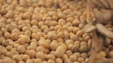 Soybeans and plant 스톡 동영상 55770484