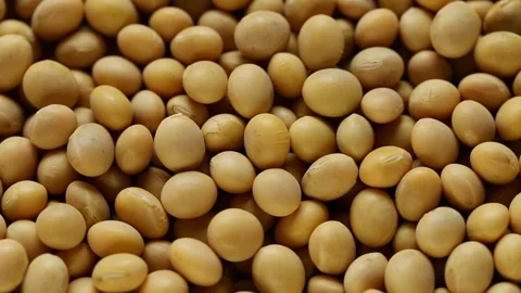 Soybeans Background. Rotation.Vegetable source of protein. Stock Footage 158540160