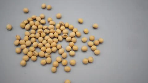 Soybeans close up on gray background. Stock Photos
