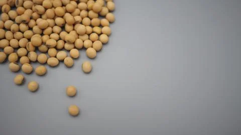 Soybeans close up on gray background. Stock Photos