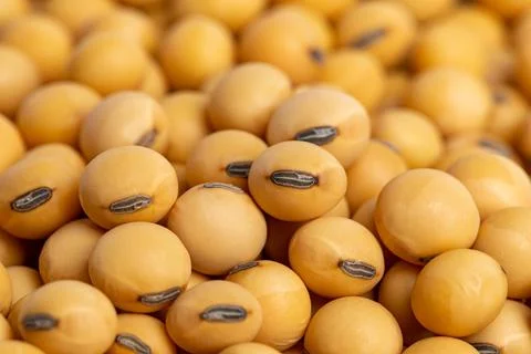 Soybeans Closeup Fotos de archivo
