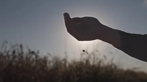 Soybeans fall from a man's hand. In the background, the field is sown with this Stock Footage 292926067