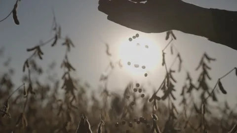 Soybeans fall from a man's hand. Silhouette on the background of the sunset. Stock-Footage 288007309