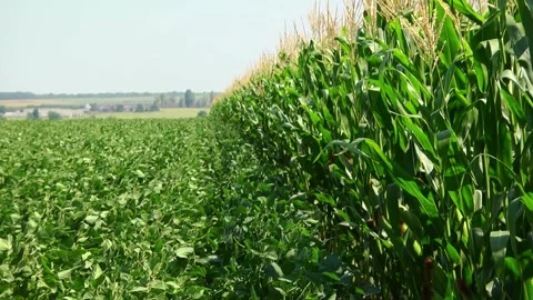 Soybeans in the field during the formation of beans Stock Footage 145949778