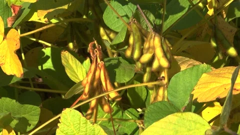 Soybeans in the field during the formation of beans Stock Footage 145949782