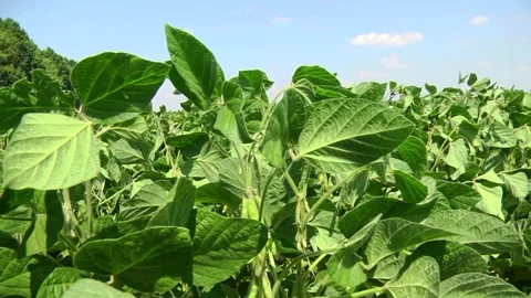Soybeans in the field during the formation of beans Stock-Footage 145949784