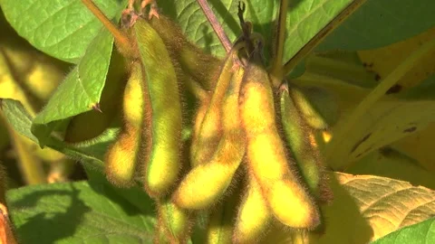Soybeans in the field during the formation of beans Stock Footage 145949788