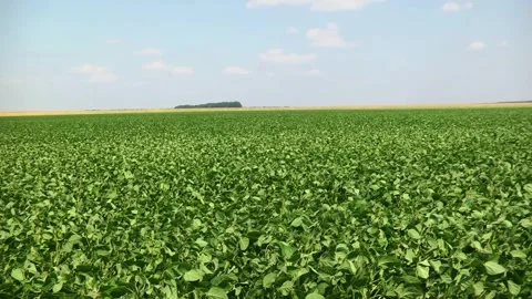 Soybeans in the field during the formation of beans Stock Footage 145949790