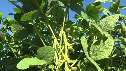 Soybeans in the field during the formation of beans Stock Footage 145949870