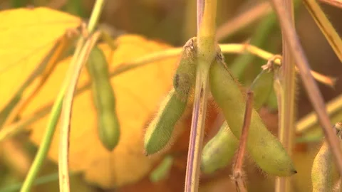 Soybeans in the field during the formation of beans Stock Footage 145949872