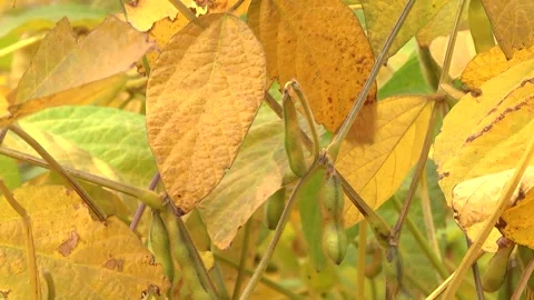 Soybeans in the field during the formation of beans Stock Footage 145949881