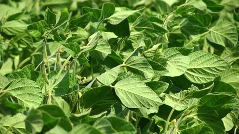 Soybeans in the field during the formation of beans Stock Footage 145949884