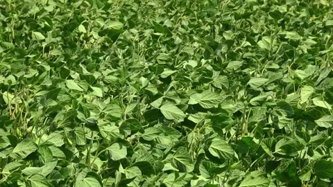 Soybeans in the field during the formation of beans Stock Footage 145949886
