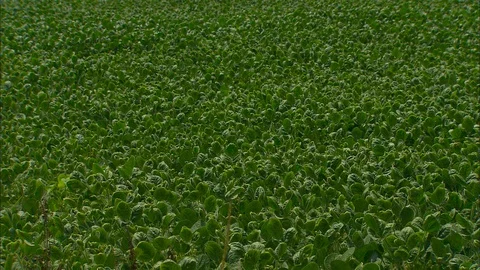 Soybeans in the field Stock Footage 88031165