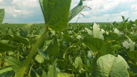 Soybeans in the field, passage through plants, agricultural soybean cultivati Stock Footage 159241222