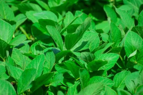 Soybeans on the field Stock Photos